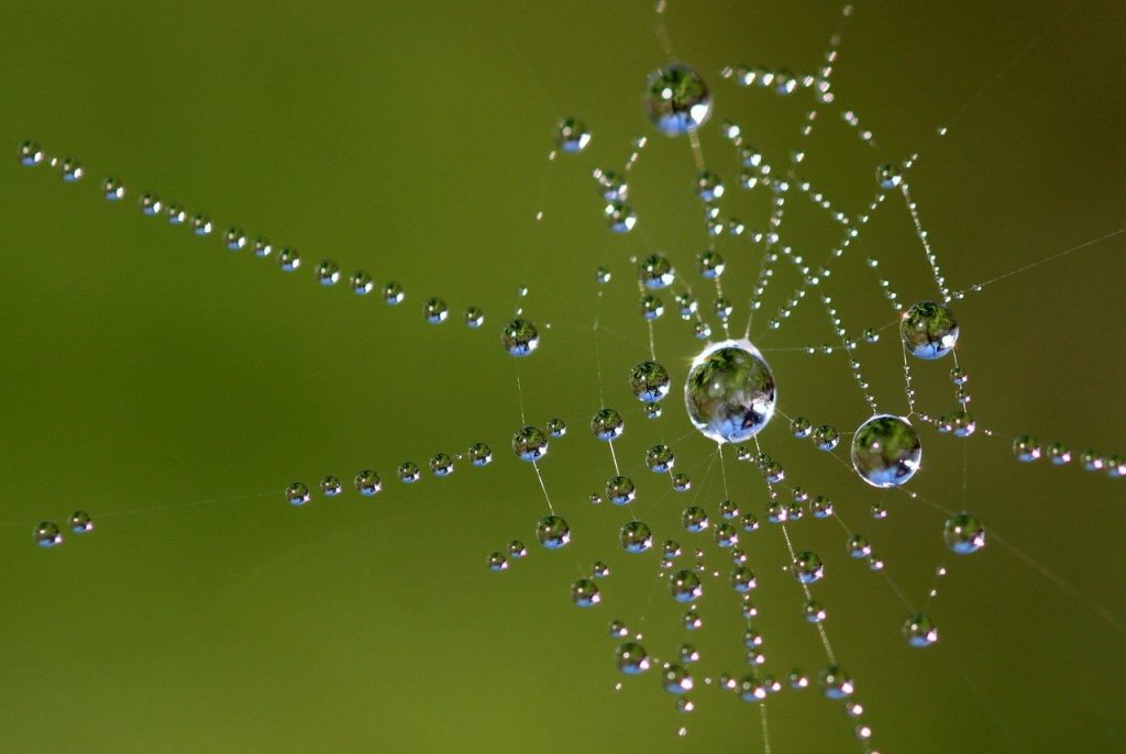 beaded, cobweb, web